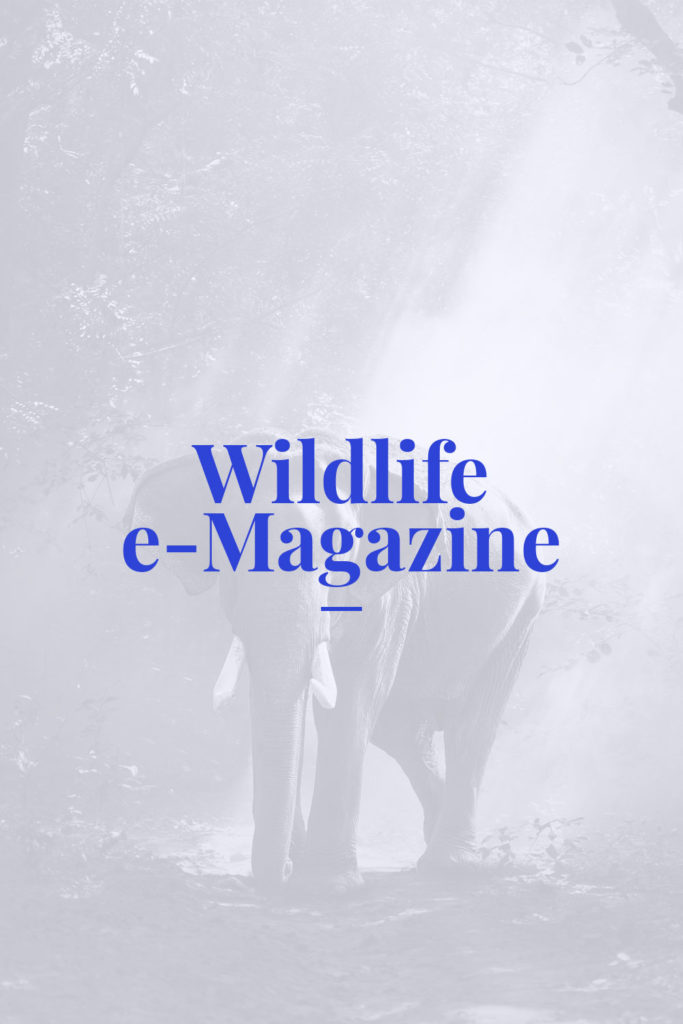 Wildlife e-Magazine